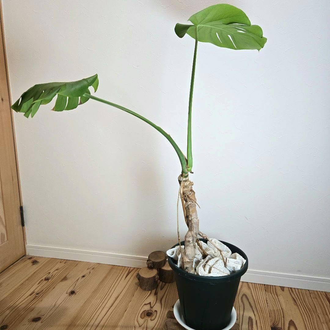 モンステラ デリシオーサ 幹立ち 鉢植え Amazon.co.jp: 幹立ちモンステラ☆8号スリット鉢植え☆デリシオーサ
